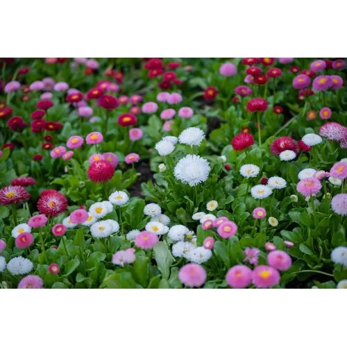 JUNAVERA Bellis perennis | 10 cm pot | 15 cm hoog | gemengde kleuren (per stuk)