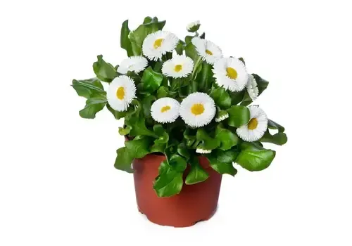 Junai.nl Bellis perennis 'Speedstar Plus Wit' | 11 cm pot | 15 cm hoog