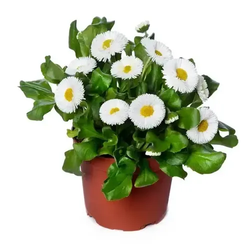 JUNAVERA Bellis perennis 'Speedstar Plus Wit' | 11 cm pot | 15 cm hoog