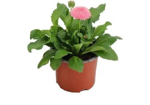 Junai.nl Bellis perennis 'Roggli Rose' | 11 cm pot | 16 cm hoog