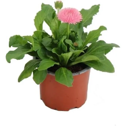 Junai.nl Bellis perennis 'Roggli Rose' | 11 cm pot | 16 cm hoog
