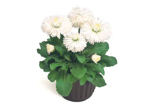 Junai.nl Bellis perennis 'Roggli white' | pot 11 cm | 16 cm hoog
