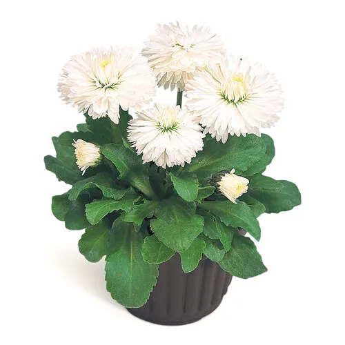 Junai.nl Bellis perennis 'Roggli white' | pot 11 cm | 16 cm hoog