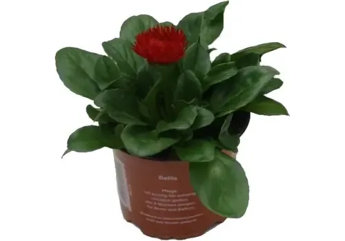 Junavera Bellis perennis 'Roggli Red' | 11 cm pot | 16 cm hoog