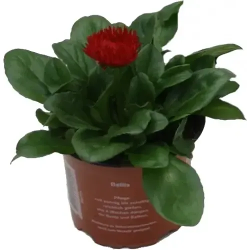 Junavera Bellis perennis 'Roggli Red' | 11 cm pot | 16 cm hoog