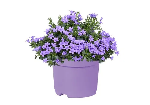 Junai.nl Campanula portenschlagiana 'Ambella Lavender' | P12 pot | 20 cm hoog