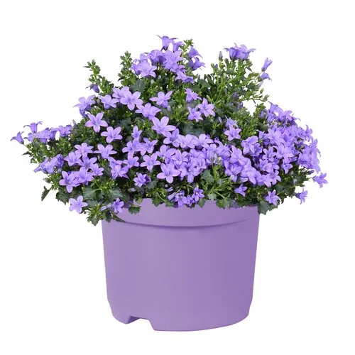 Junai.nl Campanula portenschlagiana 'Ambella Lavender' | P12 pot | 20 cm hoog