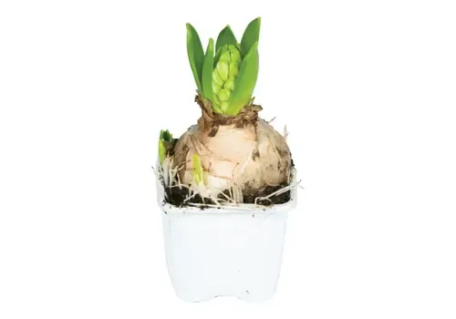 Junai.nl Hyacint | 1 bol in pot | P9 | ca. 10 tot 15 cm bij levering