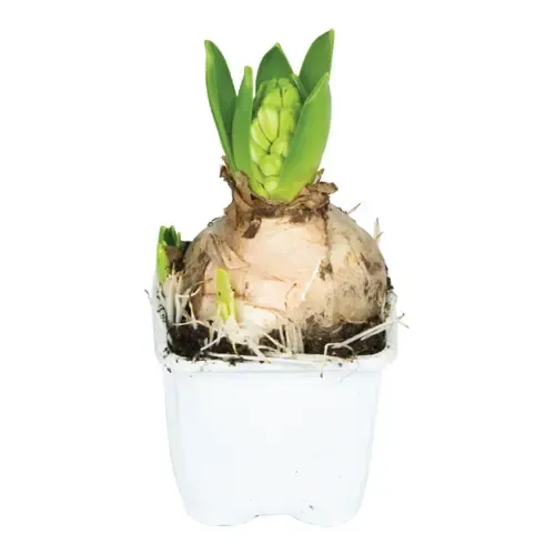 JUNAVERA Hyacint | 1 bol in pot | P9 | ca. 10 tot 15 cm bij levering
