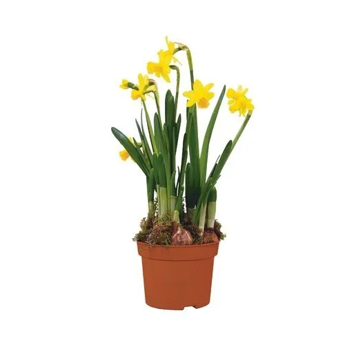 Junai.nl Narcis Tête à Tête | 7 cm pot