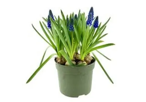 Junai.nl Muscari armeniacum | blauwe druifjes | 9 cm pot | 10 tot 15 cm