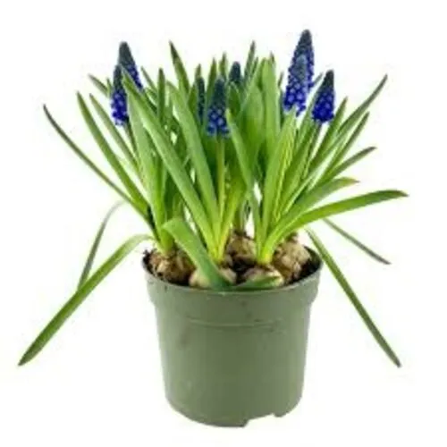 Junai.nl Muscari armeniacum | blauwe druifjes | 9 cm pot | 10 tot 15 cm