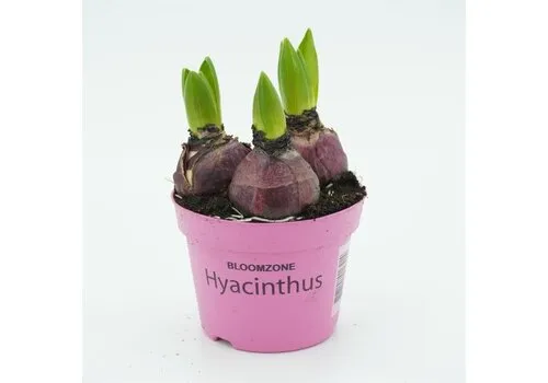 Junai.nl Hyacint Purple Voice | P12 | 15 cm | 3 bollen per pot