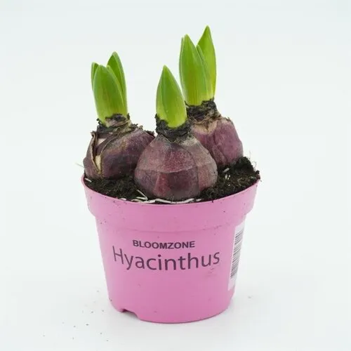Junai.nl Hyacint Purple Voice | P12 | 15 cm | 3 bollen per pot