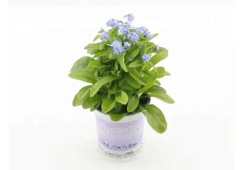 Junai.nl Myosotis sylvatica | 10 cm pot | 12 cm hoog | diverse kleuren | per stuk