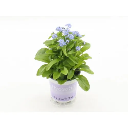 Junai.nl Myosotis sylvatica | 10 cm pot | 12 cm hoog | diverse kleuren | per stuk