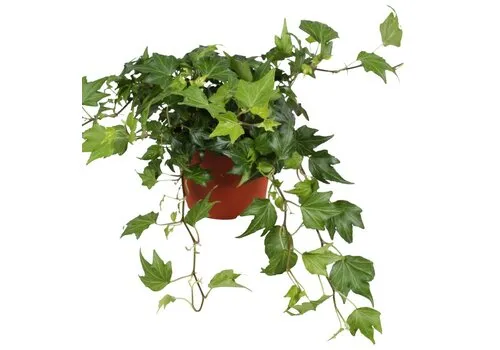 Junai.nl Hedera Green Ripple | 9 cm pot | ca. 10 cm hoog