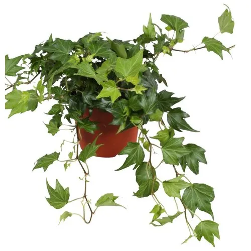 Junai.nl Hedera Green Ripple | 9 cm pot | ca. 10 cm hoog
