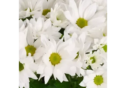 JUNAVERA Chrysant Alpine Time wit | pot 9 cm | 22 cm hoog