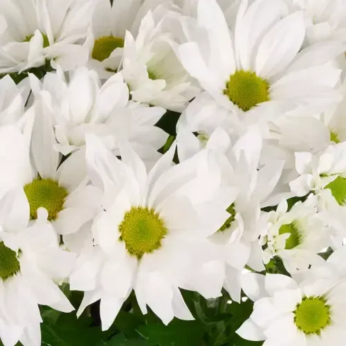JUNAVERA Chrysant Alpine Time wit | pot 9 cm | 22 cm hoog