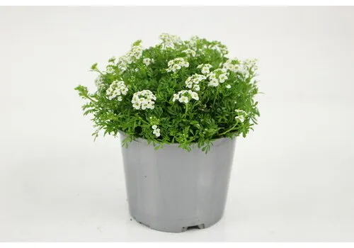 Junavera Gemskers | Hutchinsia alpina | 13 cm pot | 17 cm hoog