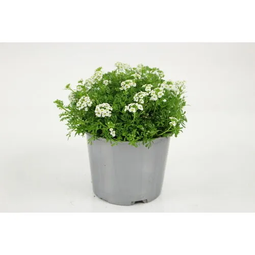 Junai.nl Gemskers | Hutchinsia alpina | 13 cm pot | 17 cm hoog