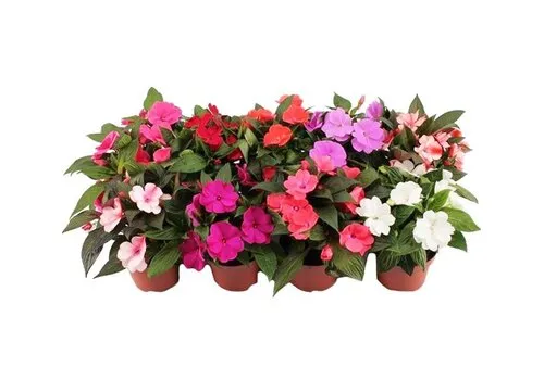 Junavera Impatiens New Guinea mix | 13P | 15-25 cm | per stuk