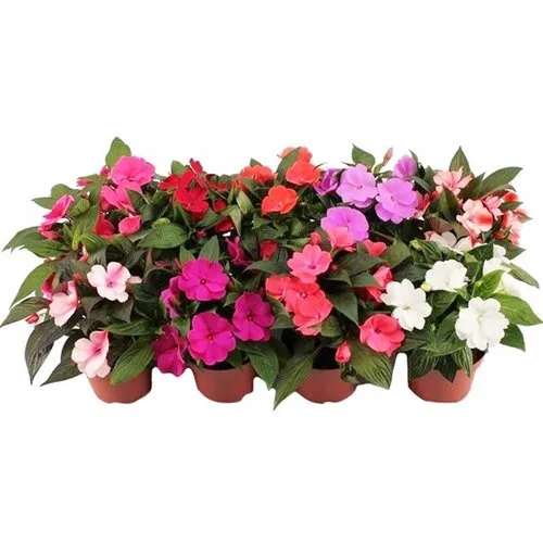 Junavera Impatiens New Guinea mix | 13P | 15-25 cm | per stuk