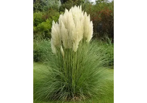 Junavera Cortaderia selloana | pampasgras | pot 13 cm | 35 cm hoog