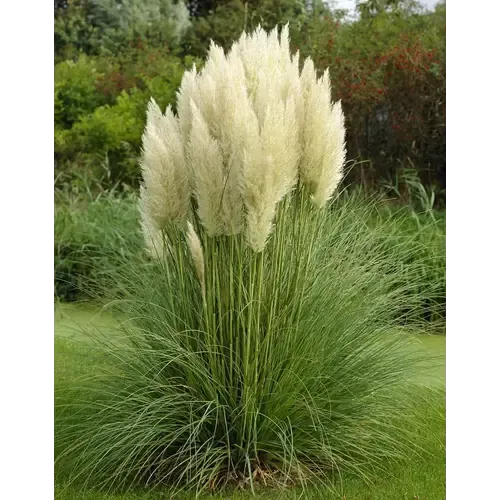 Junavera Cortaderia selloana | pampasgras | pot 13 cm | 35 cm hoog