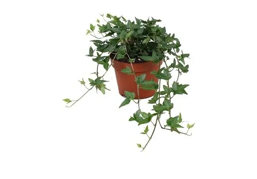 JUNAVERA Hedera helix 'Shamrock' | 13 cm pot | ca. 20 cm hoog
