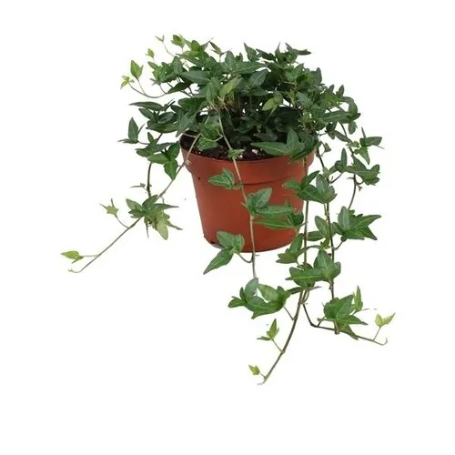 JUNAVERA Hedera helix 'Shamrock' | 13 cm pot | ca. 20 cm hoog