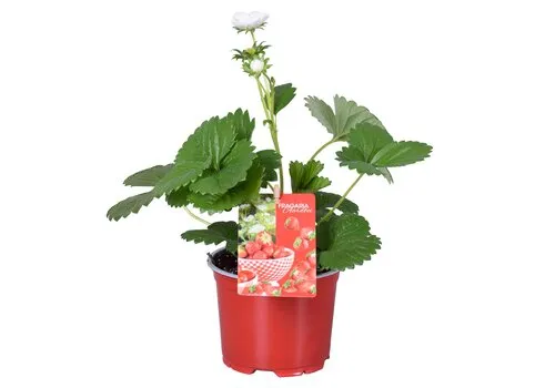 Junai.nl Aardbeienplant Beltran | 12 cm pot | 30 cm hoog