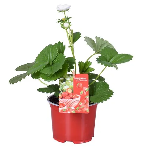 Junai.nl Aardbeienplant Beltran | 12 cm pot | 30 cm hoog
