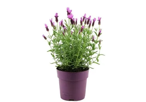 JUNAVERA Lavendel Stoechas Anouk | 10 cm pot | 30 cm hoog