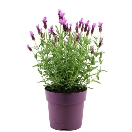 Junai.nl Lavendel Stoechas Anouk | 10 cm pot | 30 cm hoog