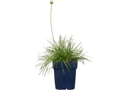 Junai.nl Armeria maritima 'Alba' | 13 cm pot | 26 cm hoog