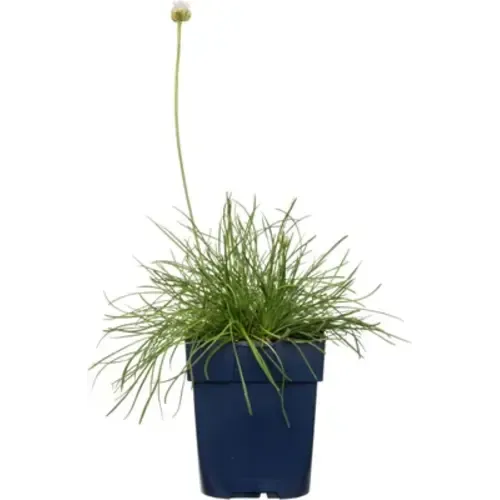 Junai.nl Armeria maritima 'Alba' | 13 cm pot | 26 cm hoog