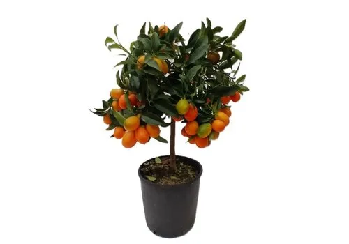 Junai.nl Kumquat op stam (Citrus japonica) | 40 cm | pot 15 cm