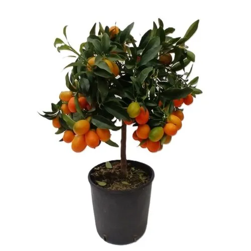Junai.nl Kumquat op stam (Citrus japonica) | 40 cm | pot 15 cm