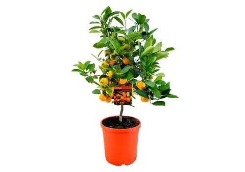 JUNAVERA Calamondin op stam | 40 cm hoog | 15 cm pot