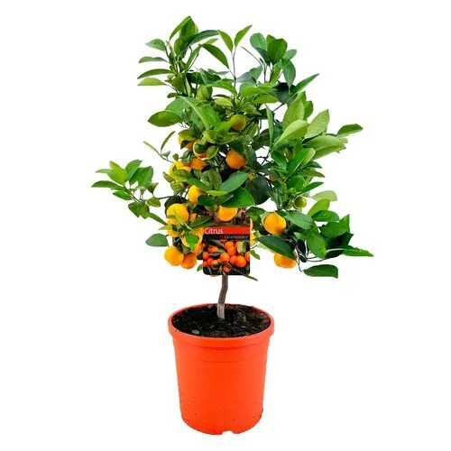 Junai.nl Calamondin op stam | 40 cm hoog | 15 cm pot