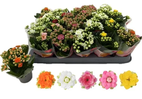 Junavera Kalanchoe Double Rose Flowers mix | 6 cm pot | 10 cm hoog | verkoop per stuk