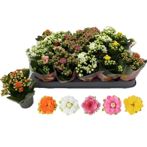 Junavera Kalanchoe Double Rose Flowers mix | 6 cm pot | 10 cm hoog | verkoop per stuk
