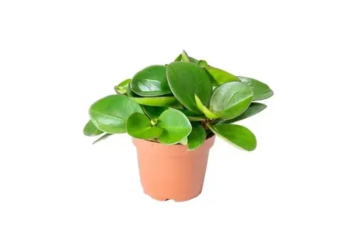 Junai.nl Peperomia clusiifolia Red Margin | 5 cm pot | 12 cm hoog