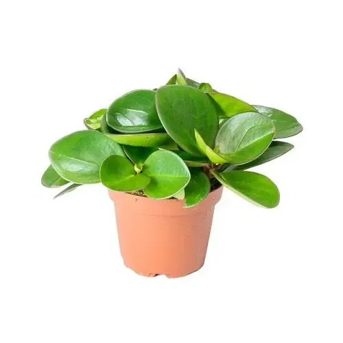 Junai.nl Peperomia clusiifolia Red Margin | 5 cm pot | 12 cm hoog