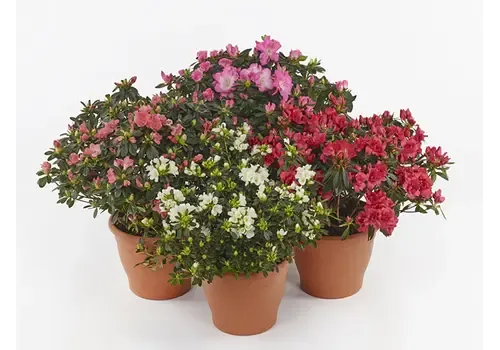 Junai.nl Rhododendron simsii | kamerazalea gemengde kleuren | 9 cm pot | 18 cm hoog | per stuk