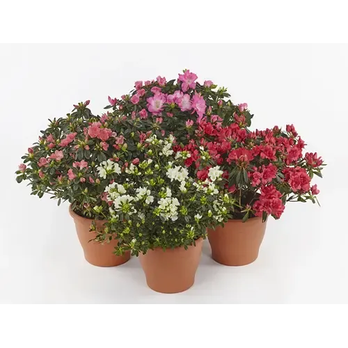 Junai.nl Rhododendron simsii | kamerazalea gemengde kleuren | 9 cm pot | 18 cm hoog | per stuk
