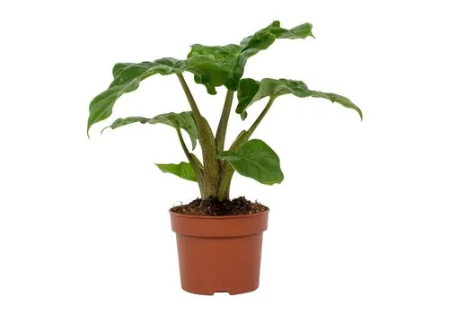 Junai.nl Alocasia Low Rider | 12 cm pot | 47 cm hoog