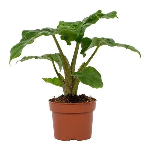 Junai.nl Alocasia Low Rider | 12 cm pot | 47 cm hoog